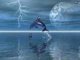 my pet