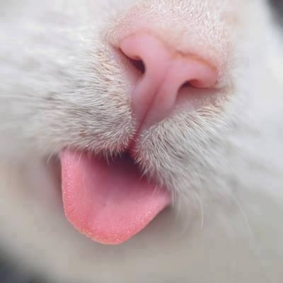 cat pictures, wallpapers and photos