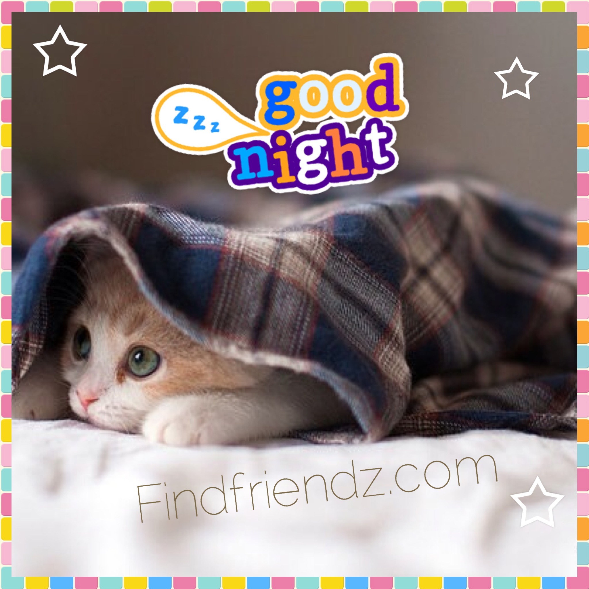 cat pictures, wallpapers and photos