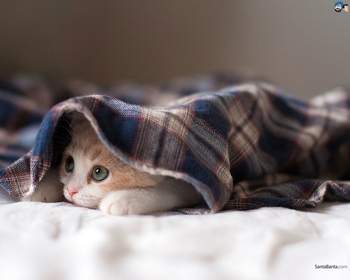 cat pictures, wallpapers and photos