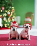 Christmas cute dogs 