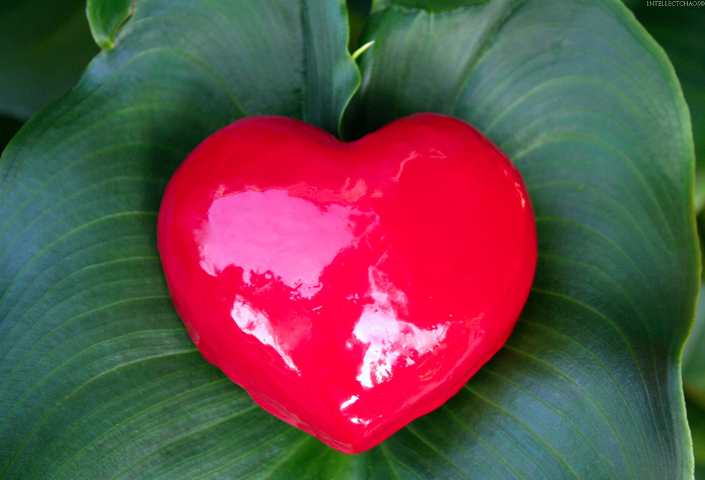 Valentine Day Wallpaper
