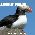 Atlantic Puffins