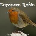 European Robin