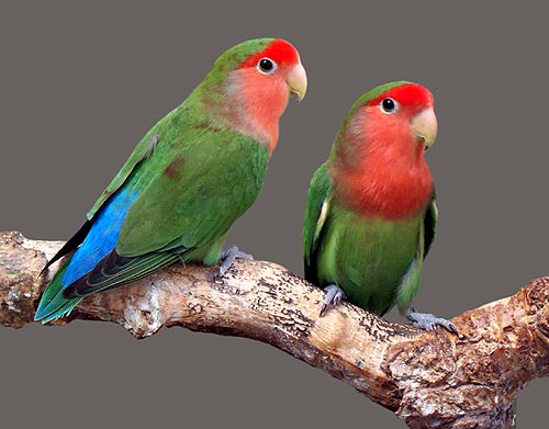 Love Bird