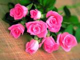 roses like yours..............