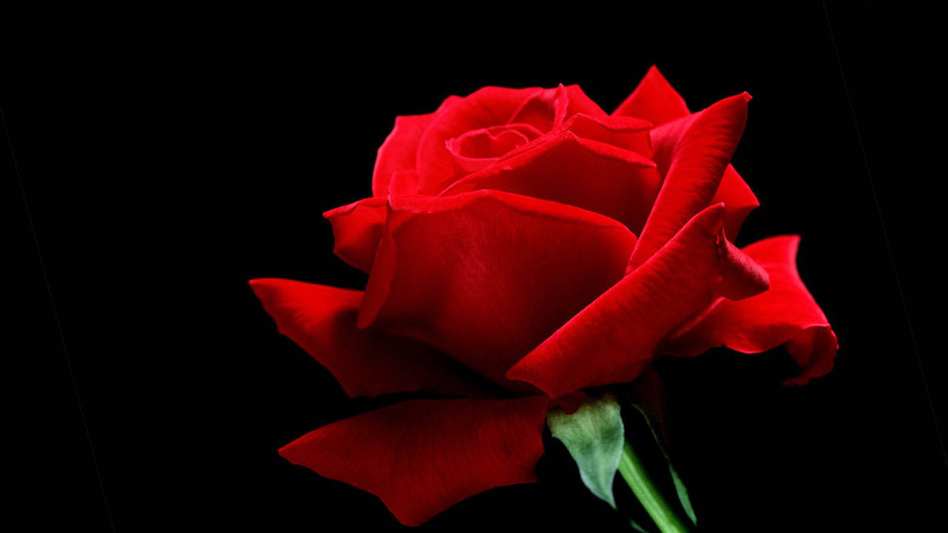 I LIKE ALL RED ROSES