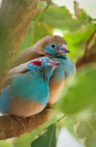 Love Bird