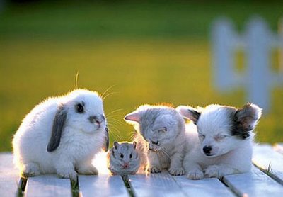 cute animal