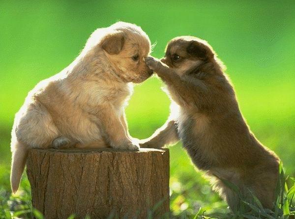 puppy