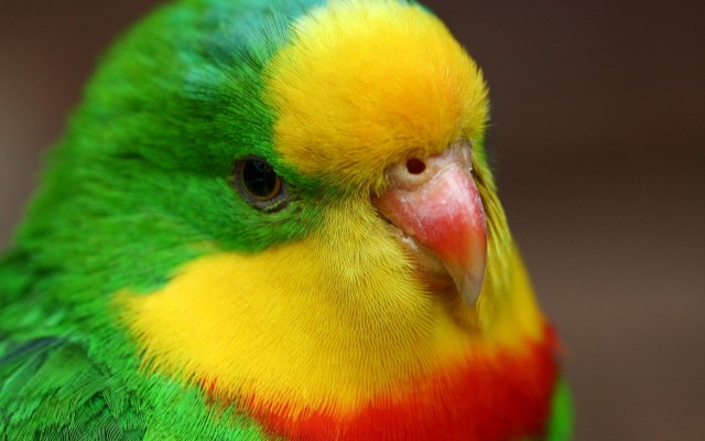 Love Bird