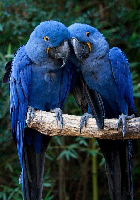 Love Bird
