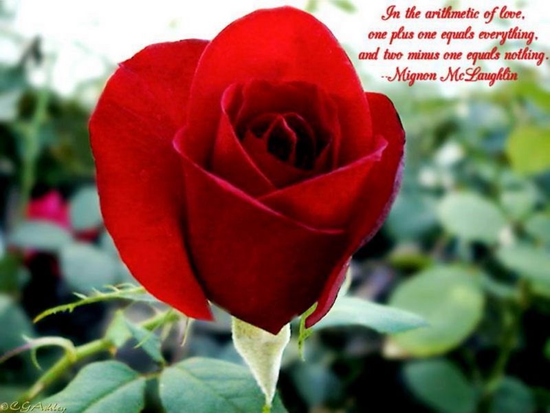 A rose to the rose