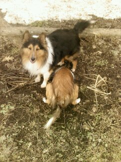 these r my dogs. black one is max,the brown one is ruby they're both pure bred shetland sheepdogs