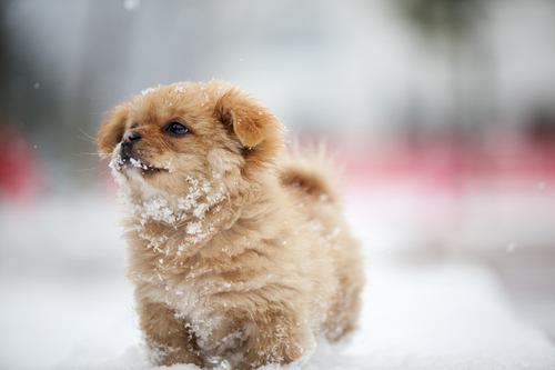 cute dog