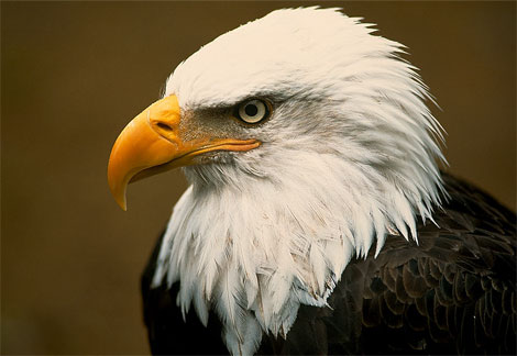 my eagle