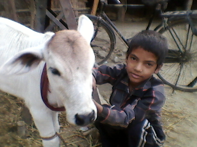 A boy and a calf