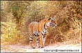 RANTHAMBORE NATIONAL PARK