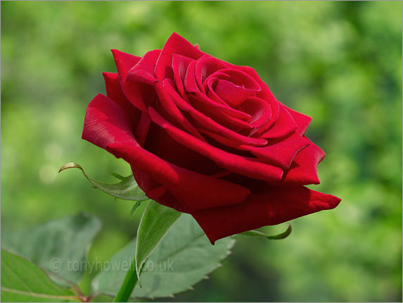 i love u