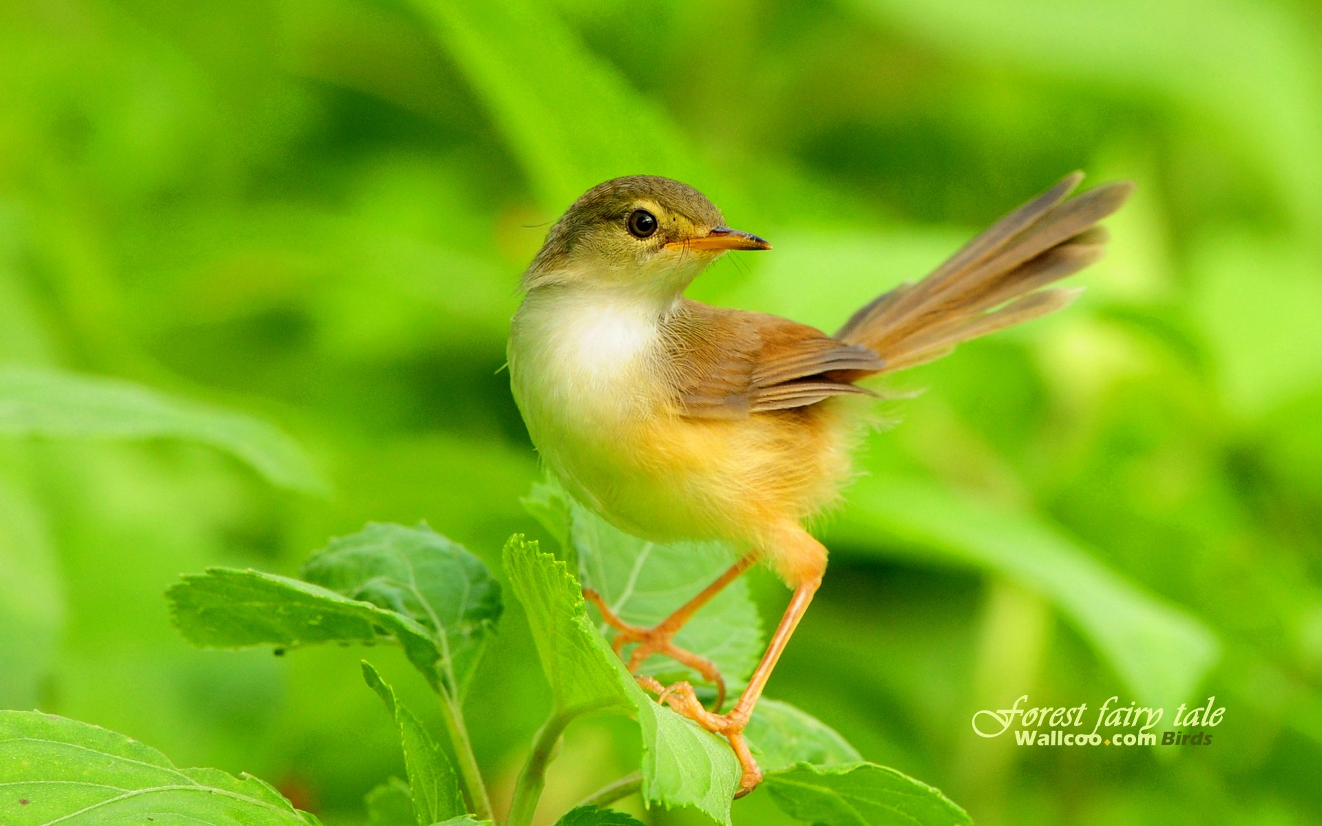 Love Bird