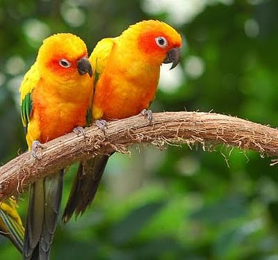 Love Bird