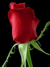hai friends