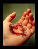 i love u meet