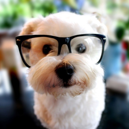 dog 