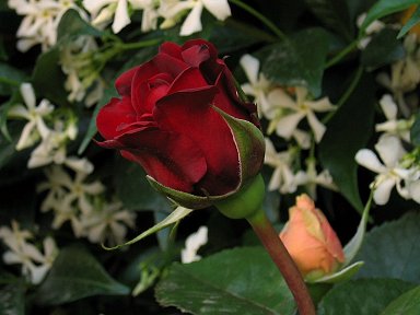 rose pyar