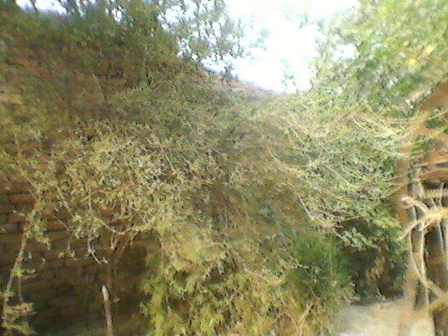 the plant of mehnde