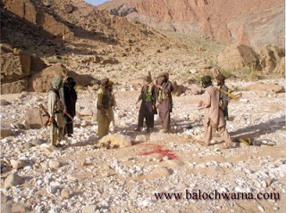 free dam baloch