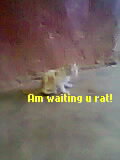 I will wait till then