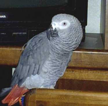 My most loving parrot which gives me information when someone finds me in my absence.