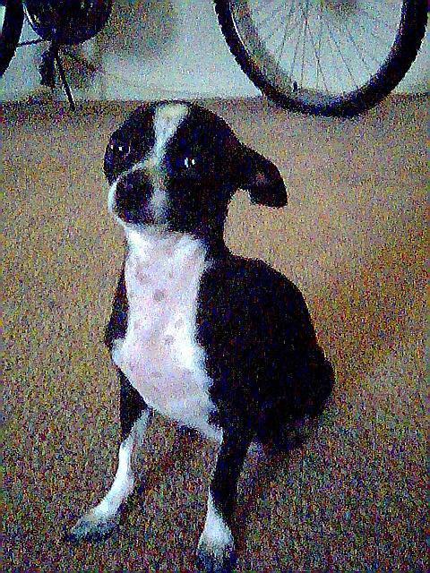 MY BABYGIRL DIAMOND..