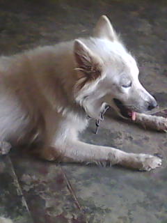 my gog