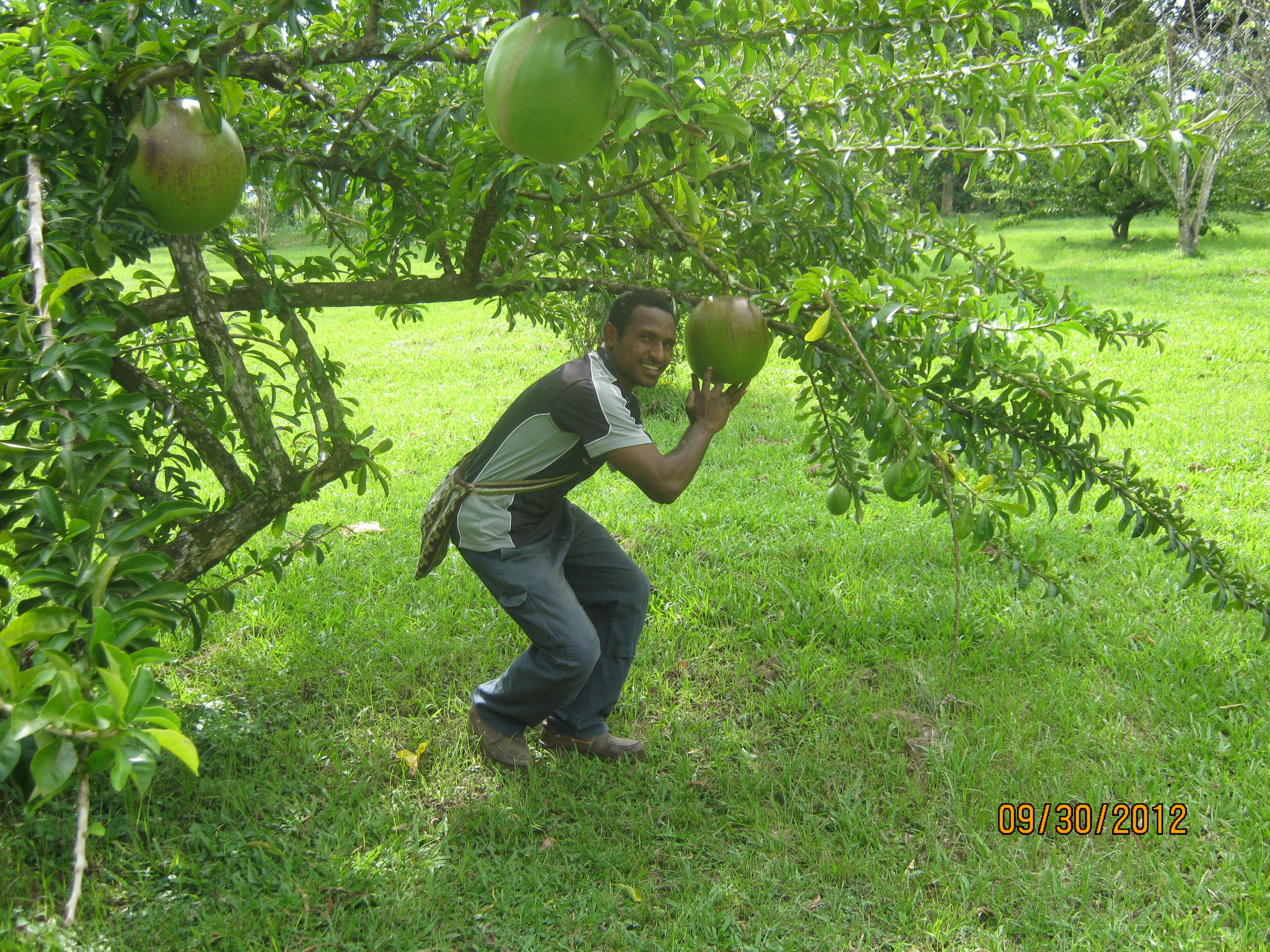 THE BIGGEST FRUIT THAT CAN LEAVE A SMILE ON YOUR FACE