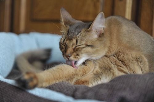 cat pictures, wallpapers and photos