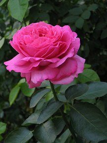 i love rose