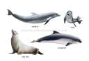 Sea mammals