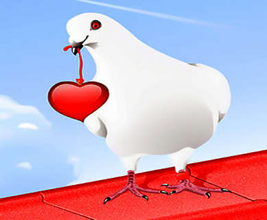 love bird
