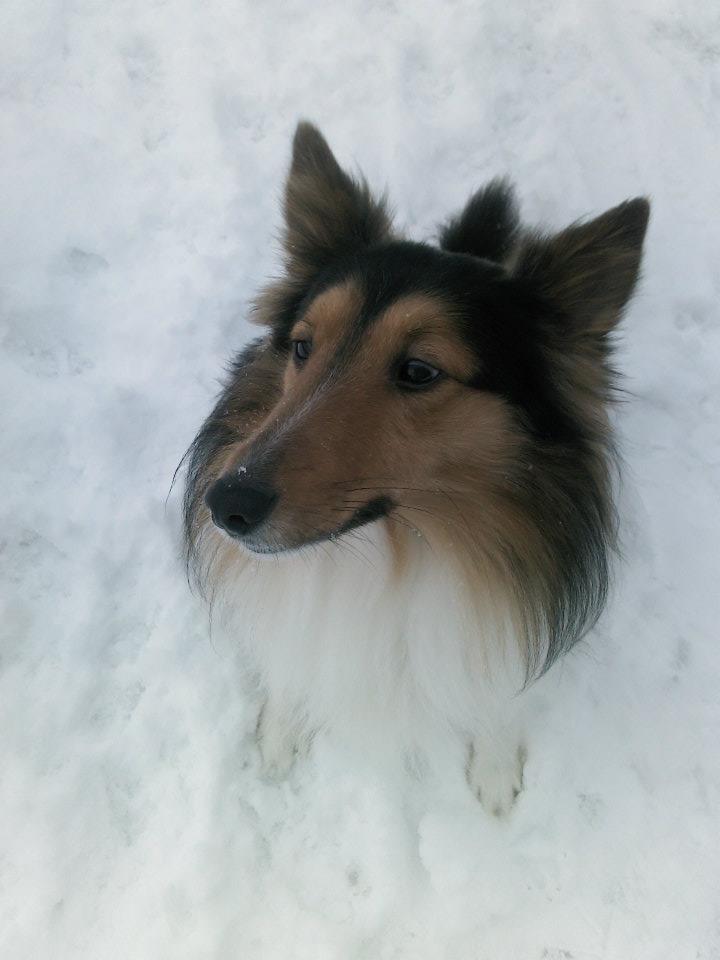 my dog max