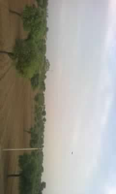 My filed