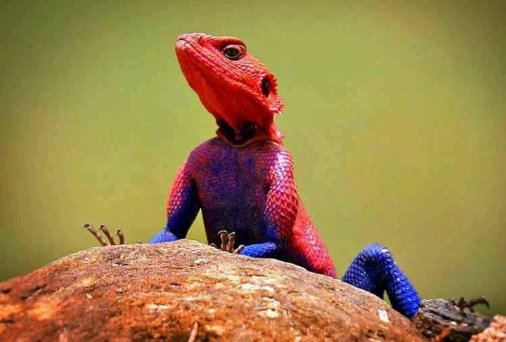 hi frends