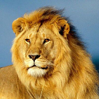 Gurjjar King