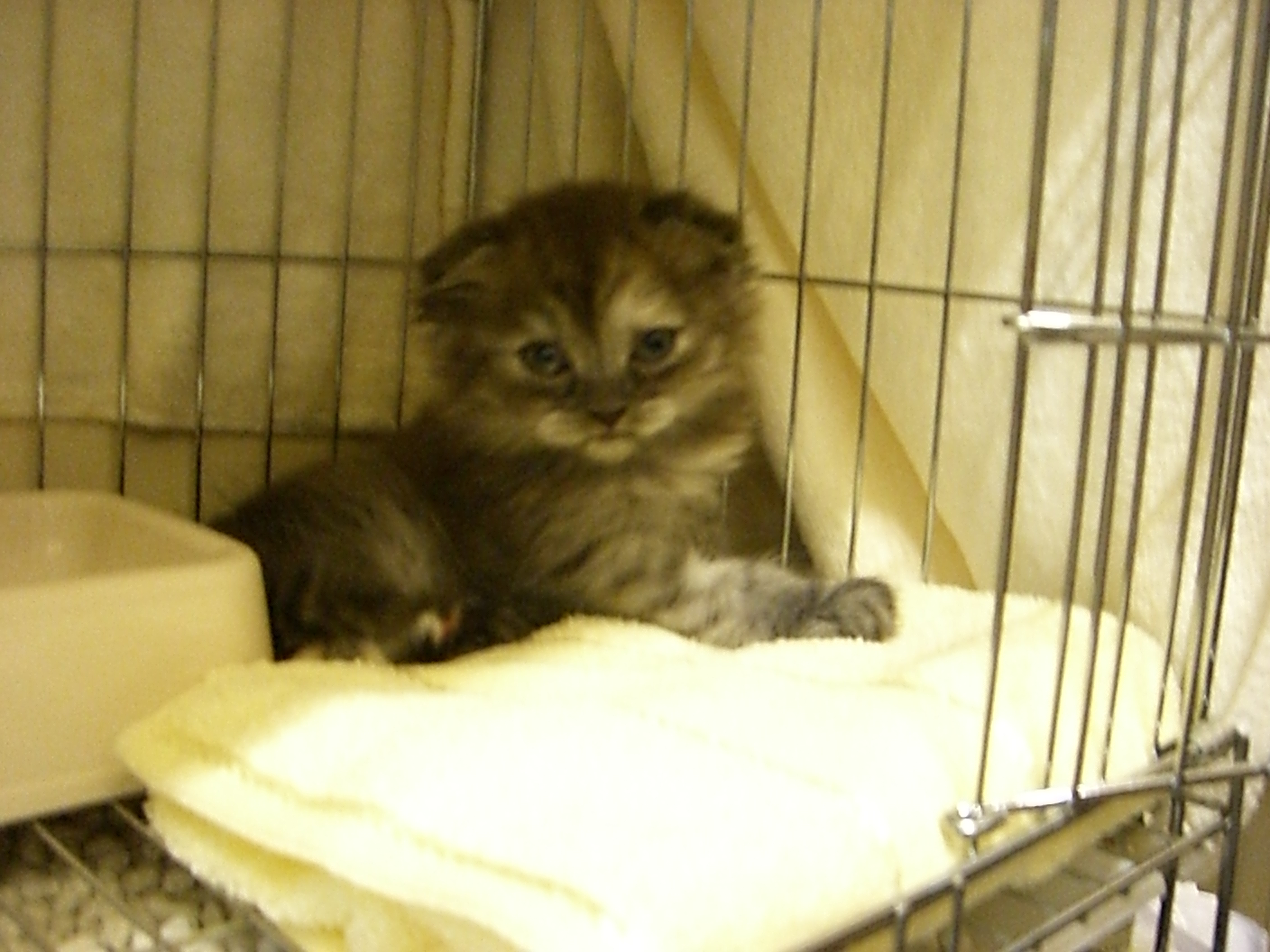 She's my cat