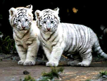 my childs