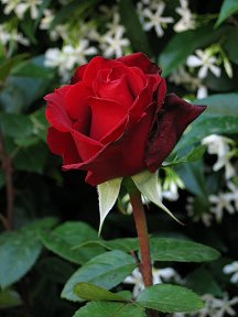 rose for love