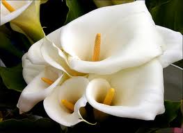 lilies are the love of my life!