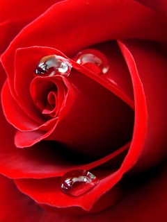LOVE DROPS