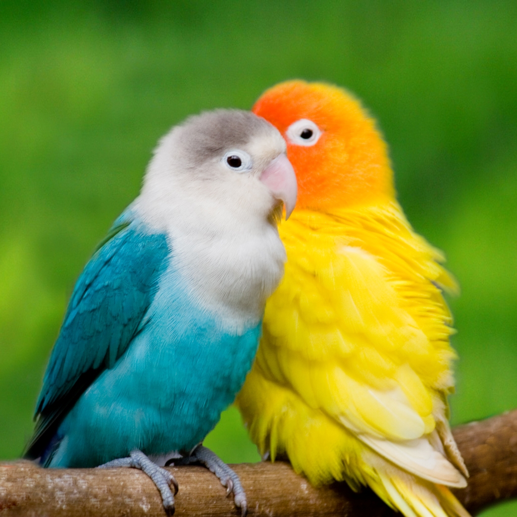 Love Bird